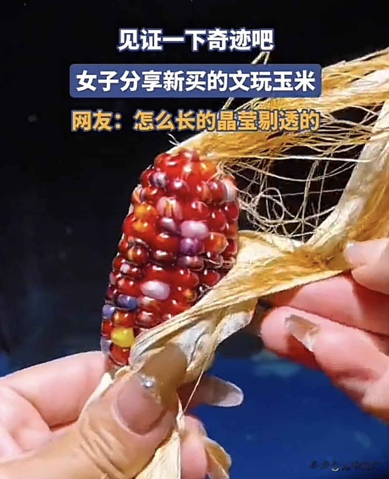 文玩玉米卖到上万元！年轻人为何疯狂“盘玉米”？

手里攥着根玉米反复揉搓，就能让