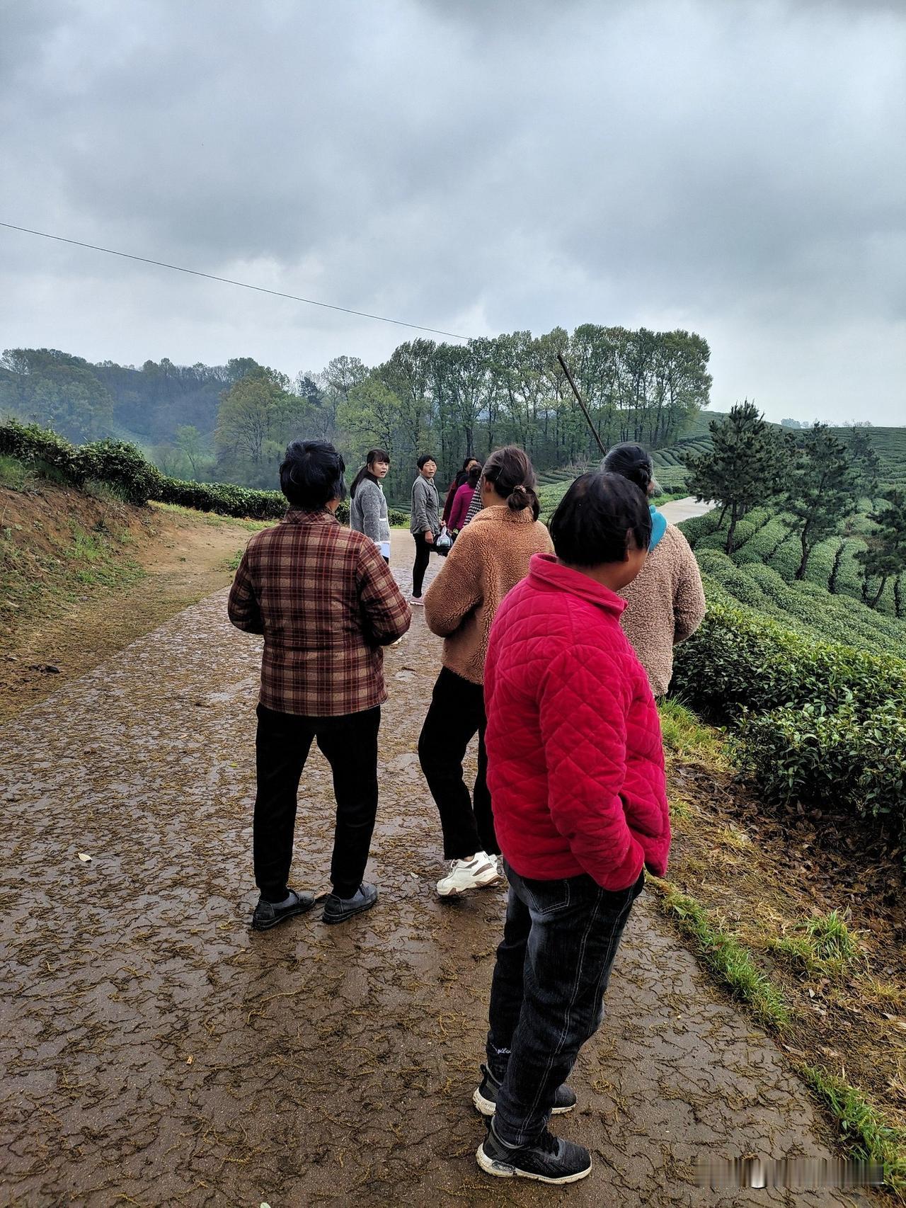 信阳毛尖刚开采，又下雨了，
下了一夜的雨，又采不成茶叶，反正山上也没有多少茶叶，
