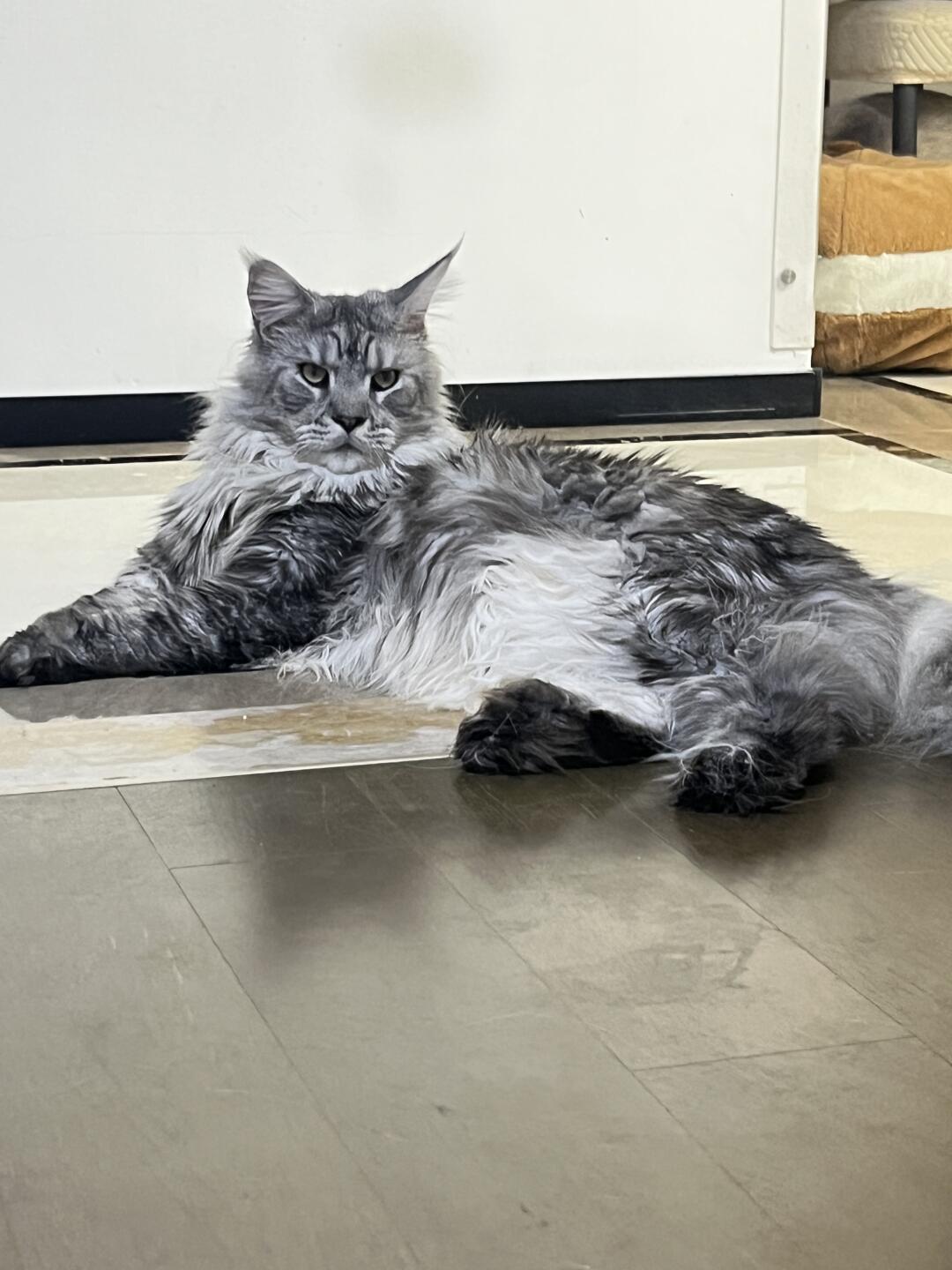 缅因猫宝宝