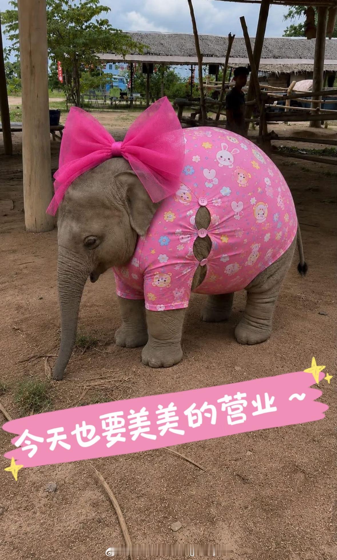 泰国有只象宝宝，打扮得超可爱。 ​​​