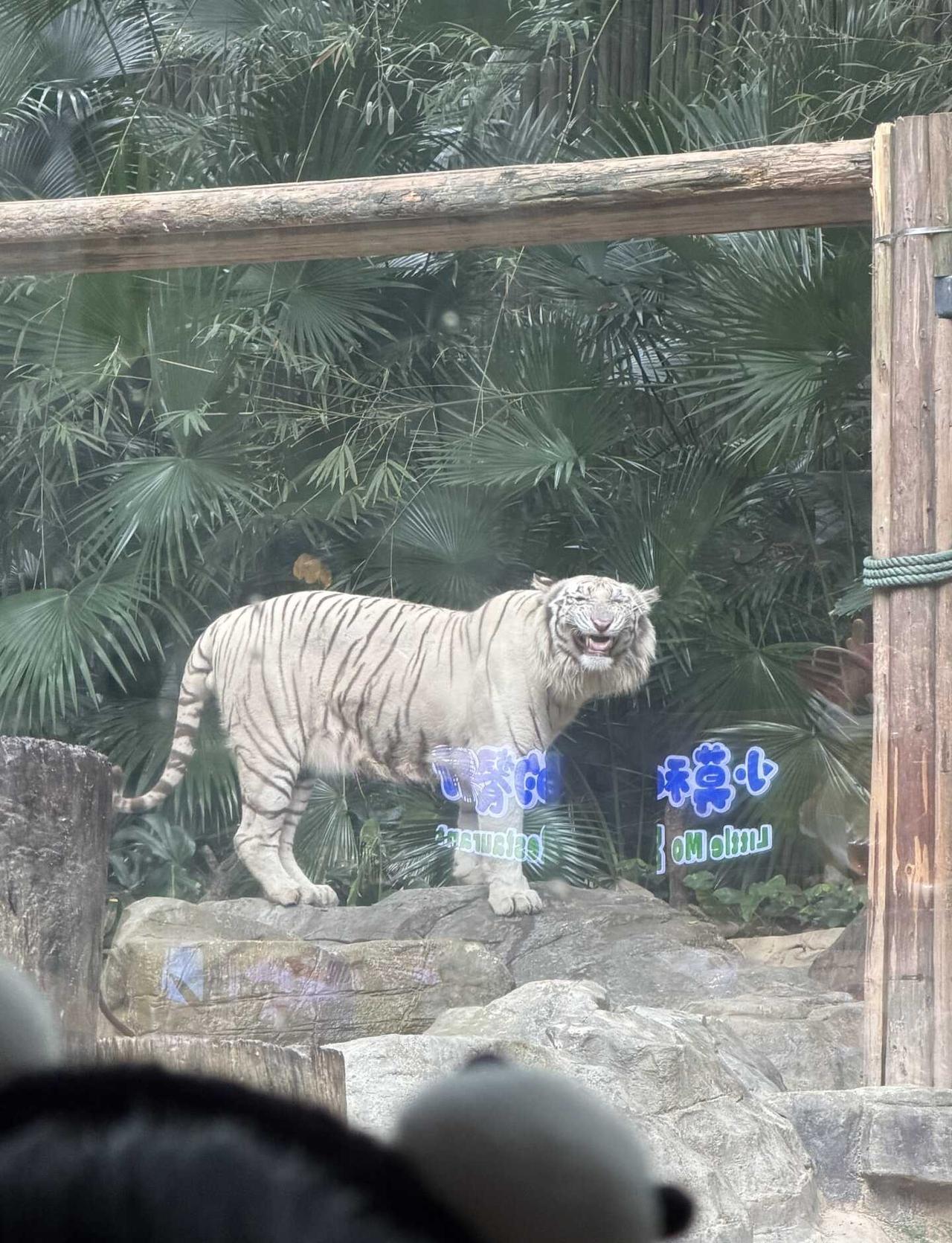 Zooooo day🦓🦒🦩在长隆的一天
五一节假日终于来到长隆了，听说这里