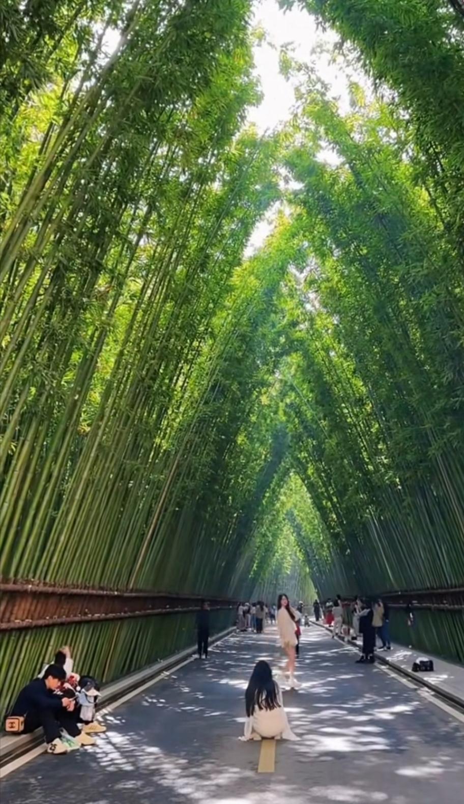 这参天巨木之中，有我流落人间的所有烦恼，都被它们滤去阳光一般，都被滤去了，只剩下