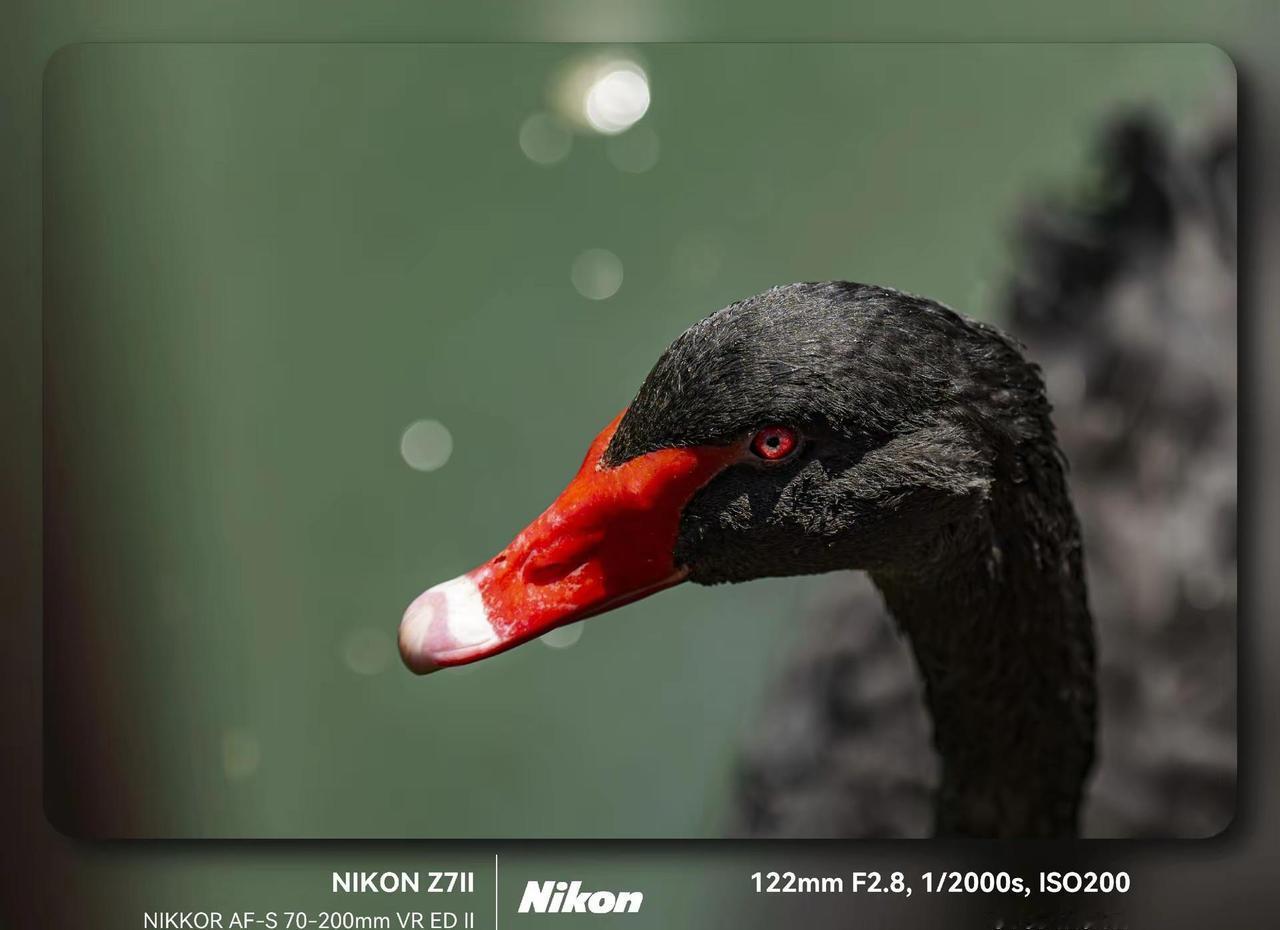 学校里的吉祥物（黑天鹅）和哈基米。尼康Z7II＋尼康70-200mmf2.8二代