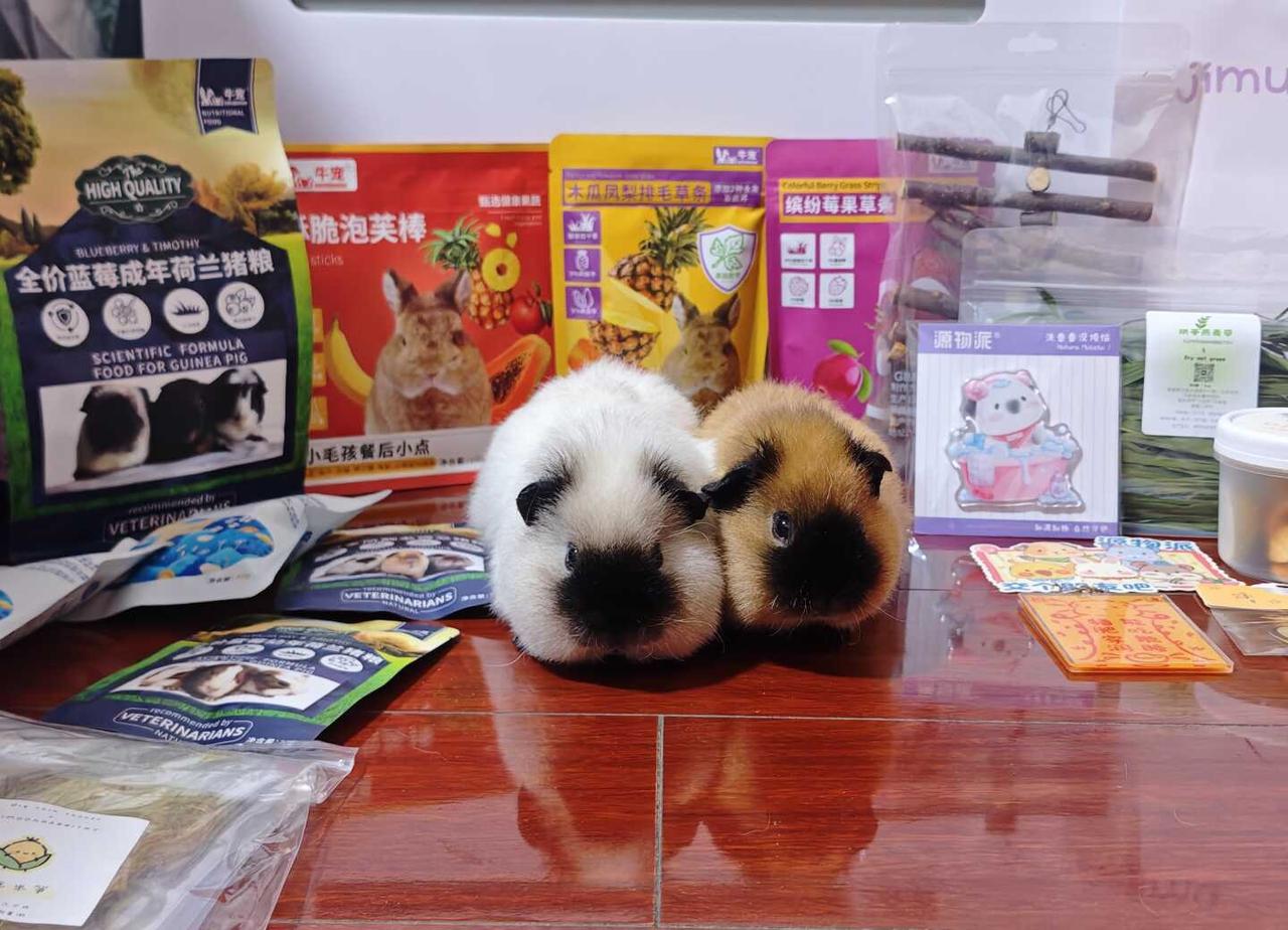 🥳猪猪聚会初体验圆满结束！
谁懂啊！带猪崽参加聚会也太快乐了吧🐷
土豆+汤圆