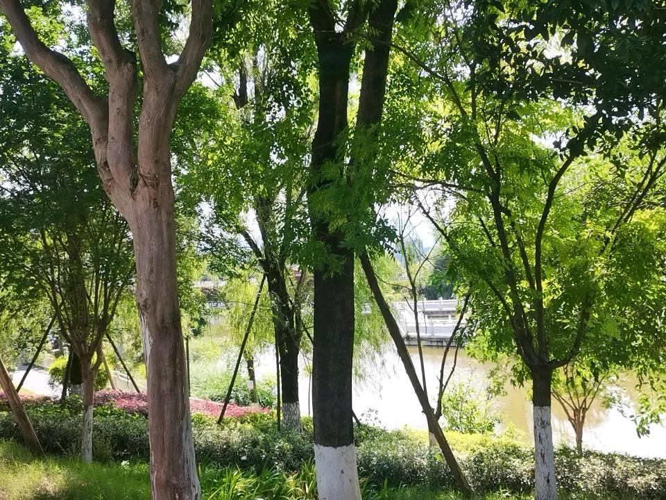 夏日的午后，在临江公园树荫下休闲和纳凉的人们。