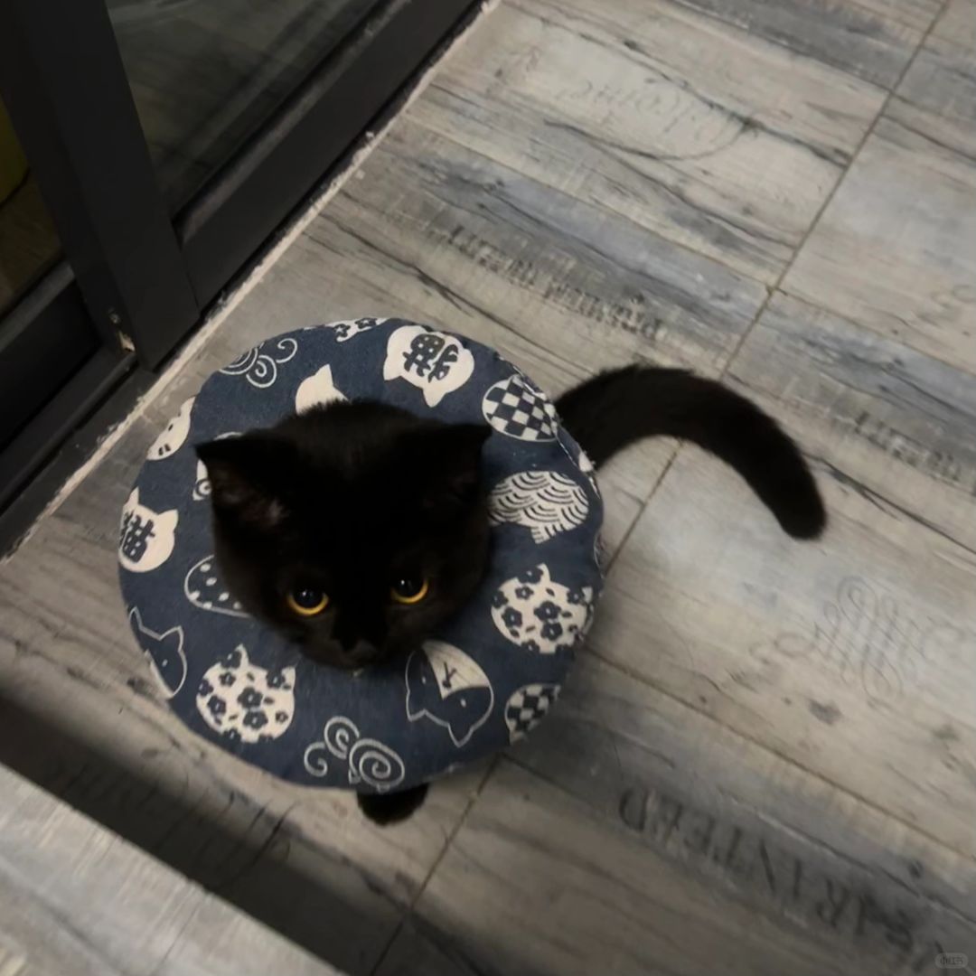 你的小猫很担心你一个人在厕所吃粑粑