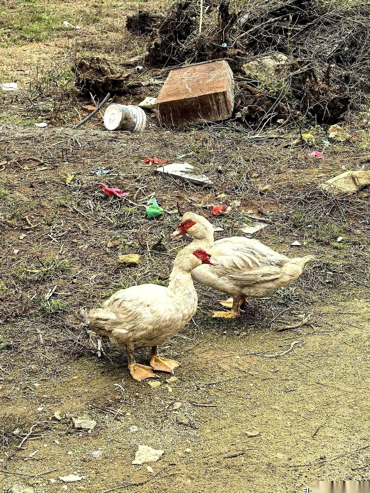 我天，这玩意儿到底是啥啊？
说它是鹅吧，那身板、那气质，差点意思。说它是鸭子吧，