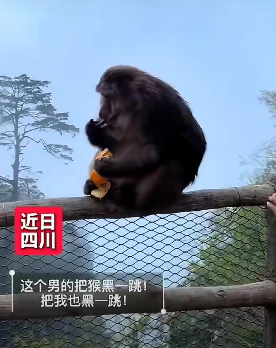 四川乐山，一只猴子正蹲在悬崖边安安静静剥橘子吃，一个男人悄无声息靠近，突然伸出手