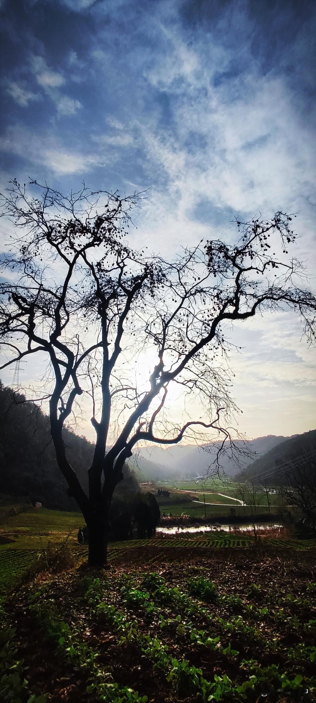 晒图笔记大赛午后的山村，清冷的静谧，发光的池塘和蜿蜒的水泥路，还有一尺高的油菜，