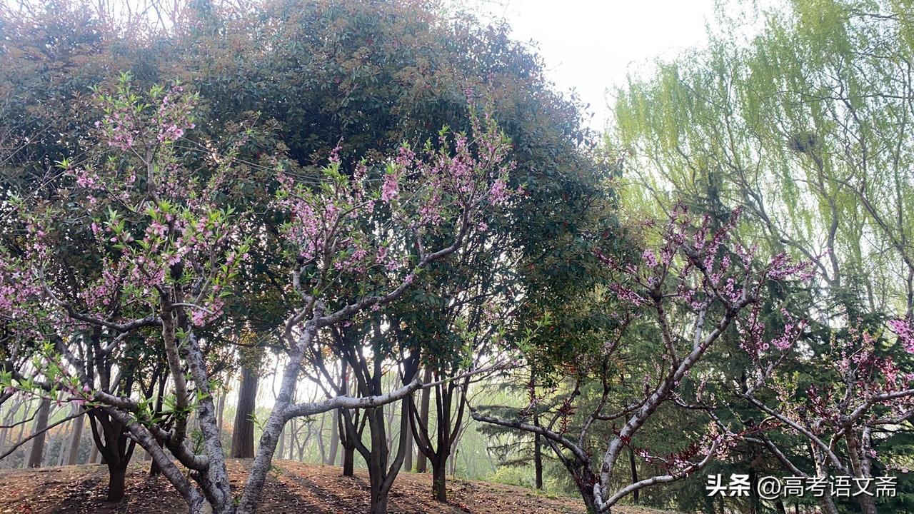 晒图笔记大赛春日赏花，粉嫩桃花盛开在林间小道