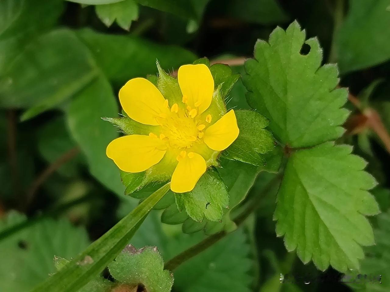 蛇莓2植物蛇莓（学名：Duchesnea indica (Andr.) Fock