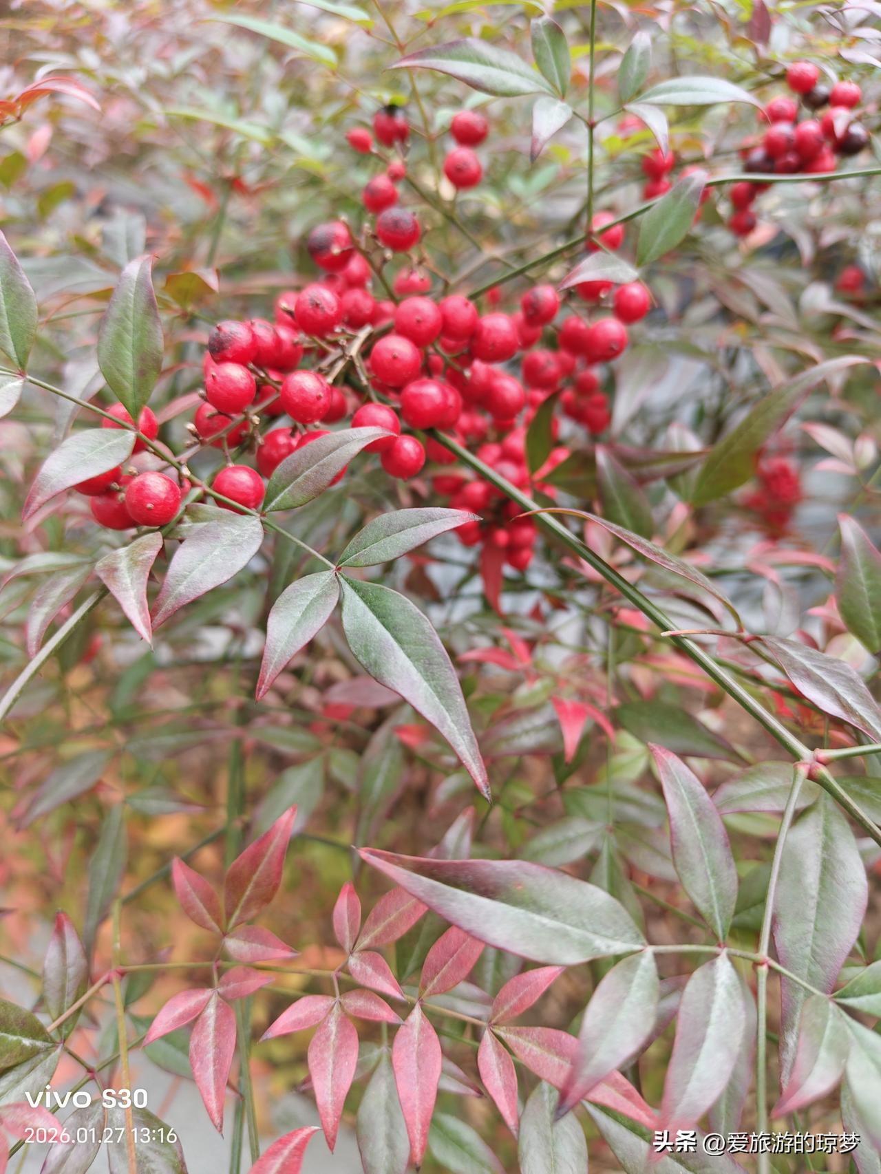 春日生活打卡季