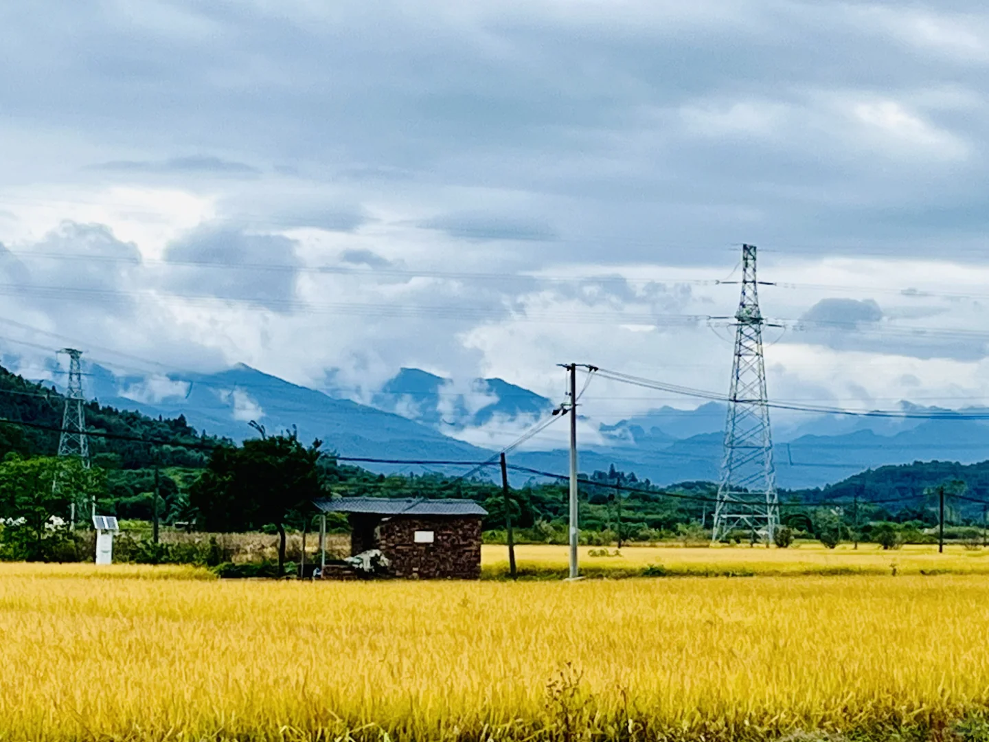 田野