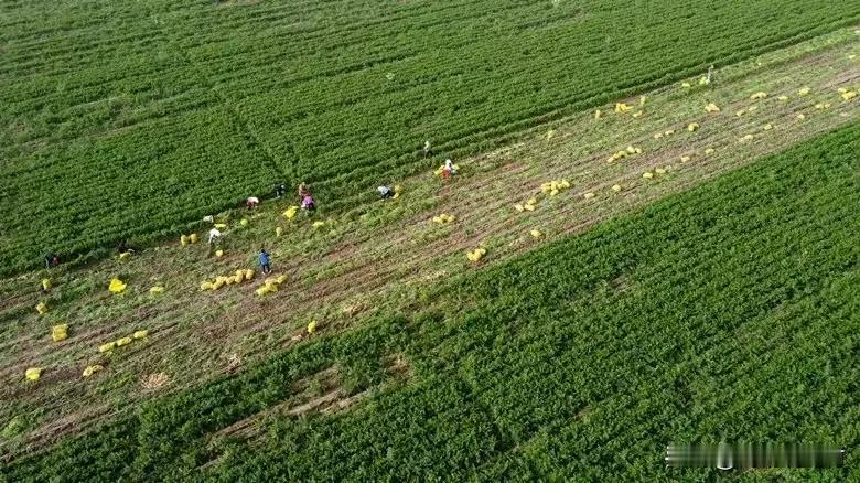 土地出租：甘肃兰州新区秦川镇，110亩良田，可种植各种经济作物，特别是中药材产量