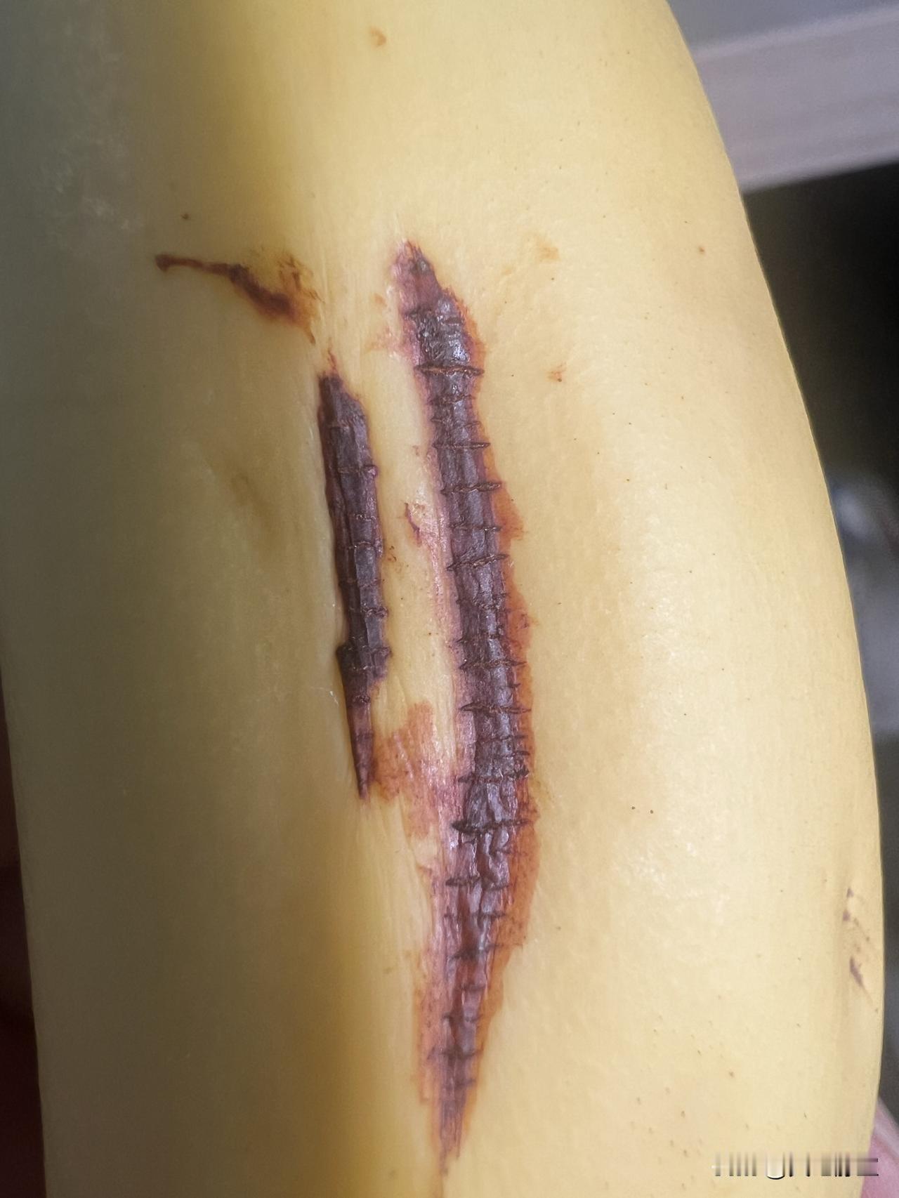 这根香蕉有点意思啊，跟拿针线缝合伤口一样，别说还挺像的……香蕉搞怪图片