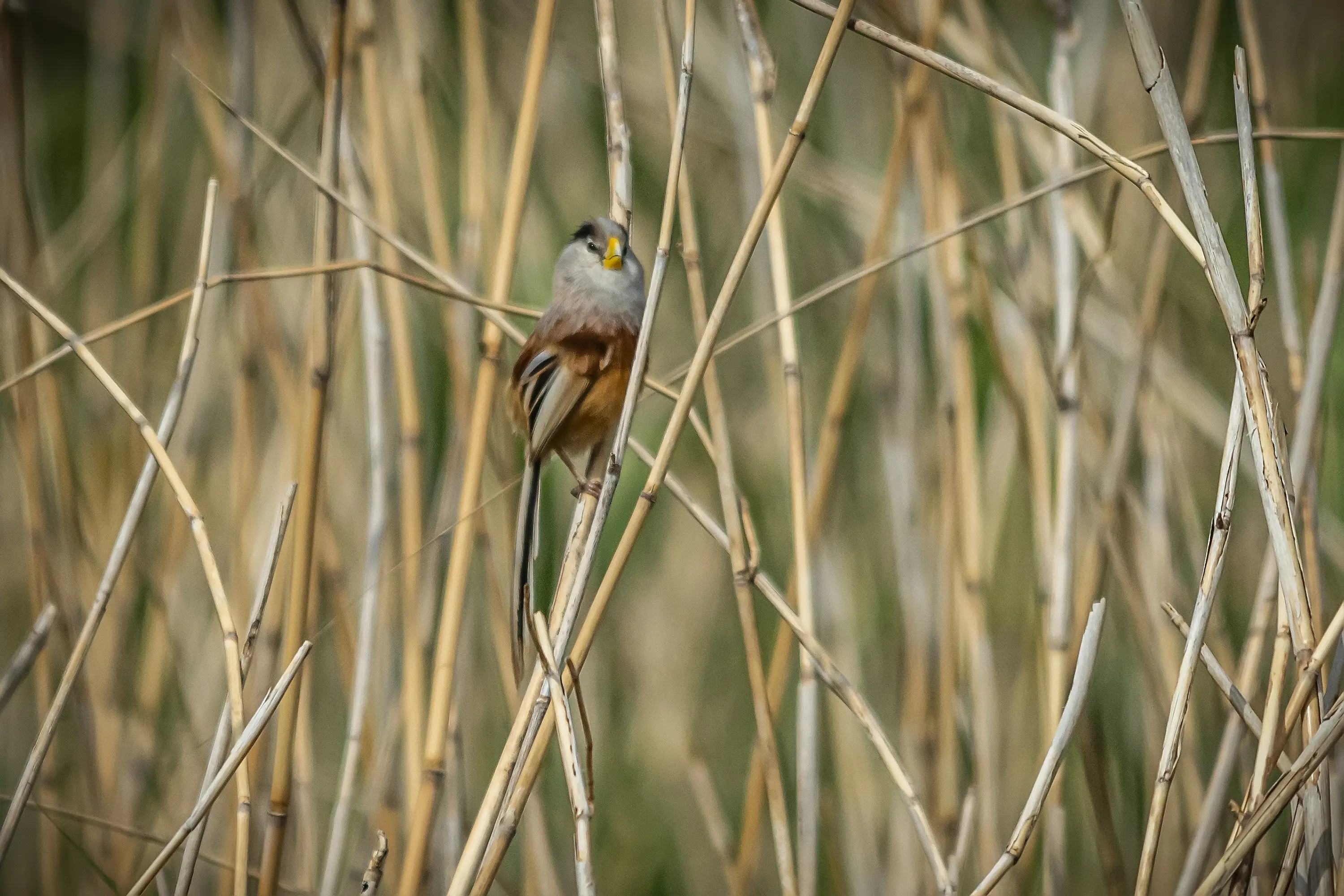 长焦观鸟---震旦鸦雀。震旦鸦雀，国家重点二级保护野生动物，是中国特有...