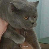 我发现他是真觉得这只猫可爱苹果肌上扬成啥样了