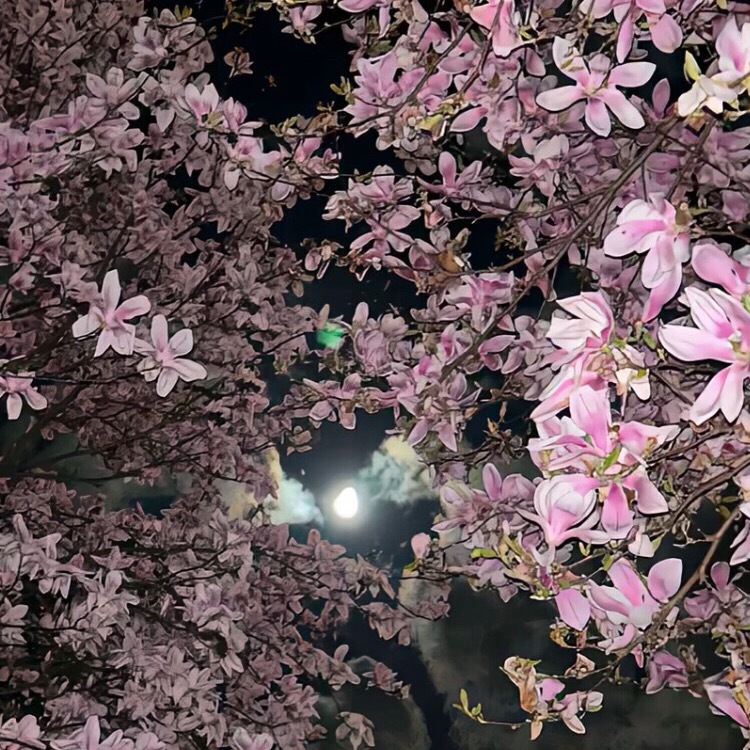每日一善  🍀每日一善 🍀阳光信用 做人要知足常乐，知恩图报；做人要坦诚善良