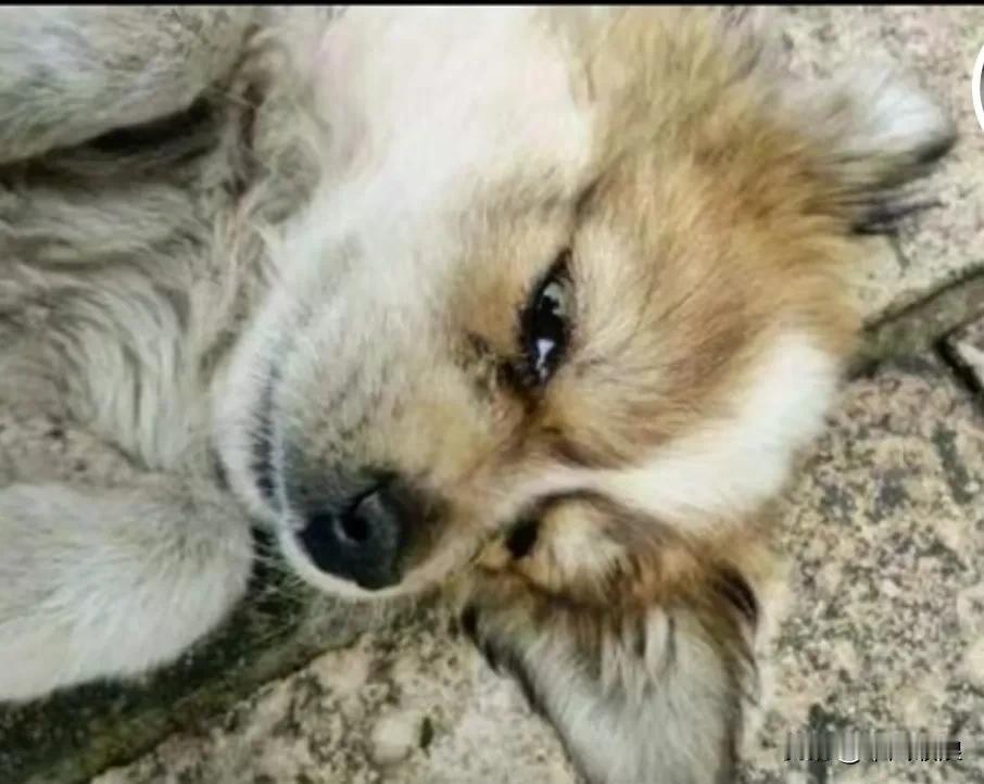 主人突然因脑溢血离世，养了14年的爱犬寻在他的棺木前哀号大哭，就在同日凌晨四点，