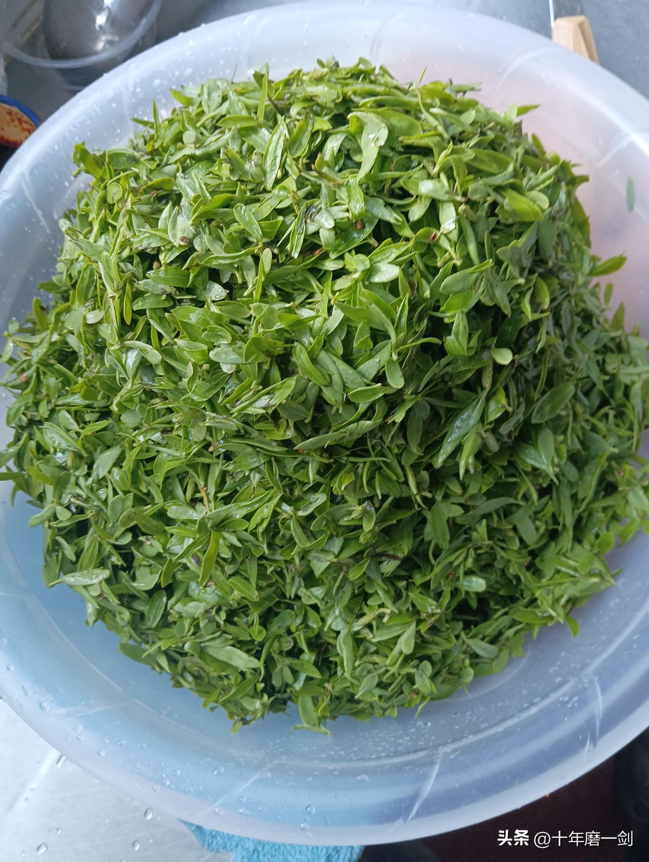 吃吃春天的味，闻闻春天的清香，听听春天的声音，心情就会格外舒畅。这不，采摘了一些