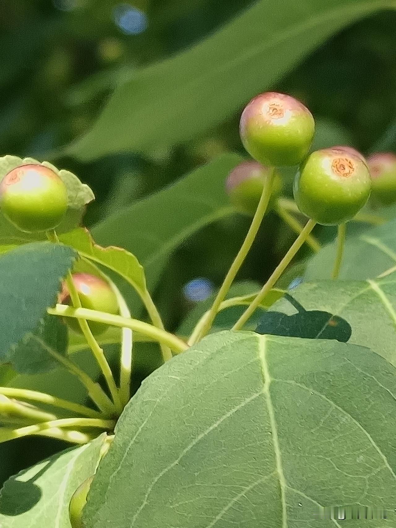 山荆子记
山荆子，亦名山丁子。此时节，果方初成，青碧如玉，大若指顶。蒂边微染丹砂