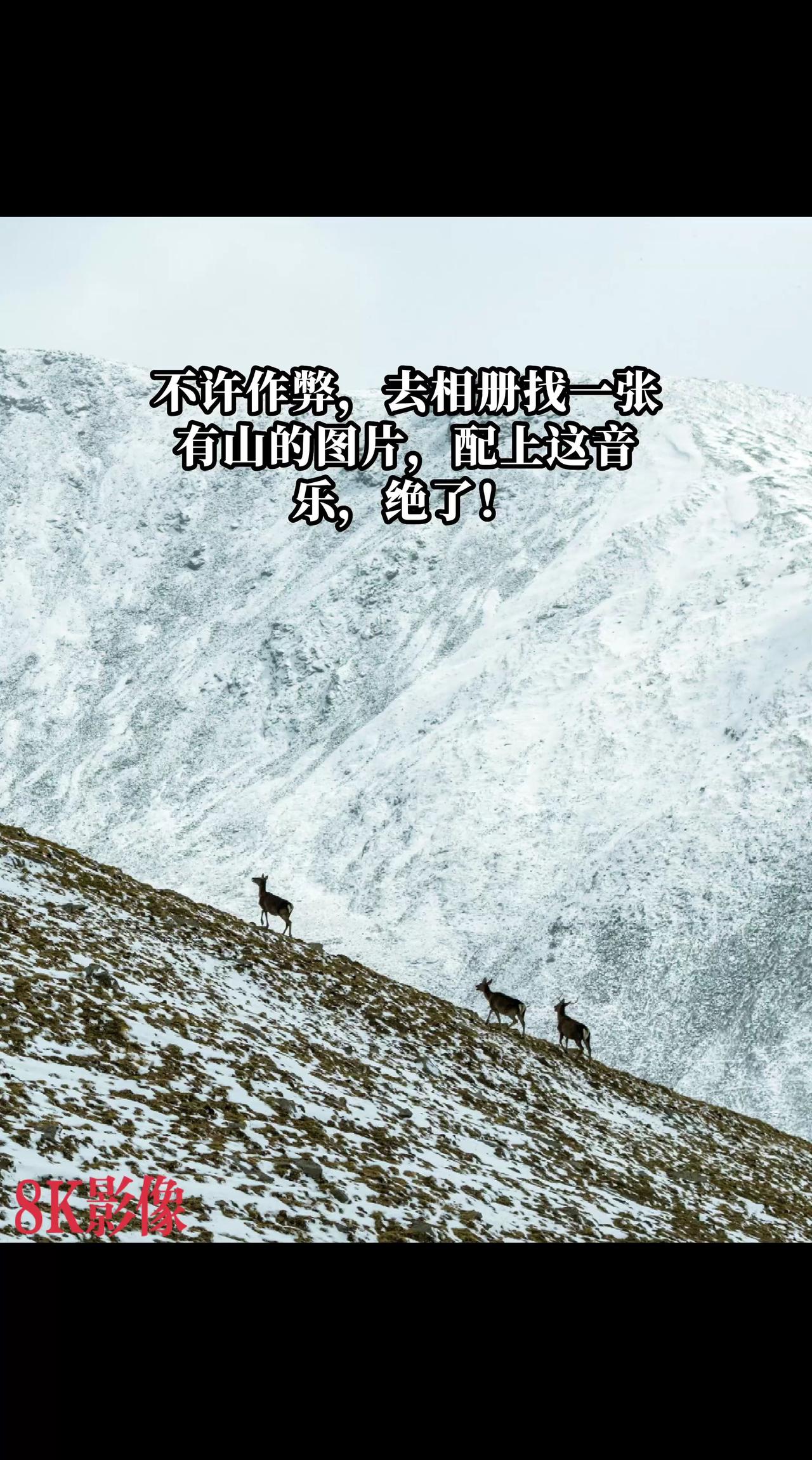 五月走进祁连山，白雪皑皑，穿梭在山脊上的马鹿惬意的游弋………
祁连山国家公园青海