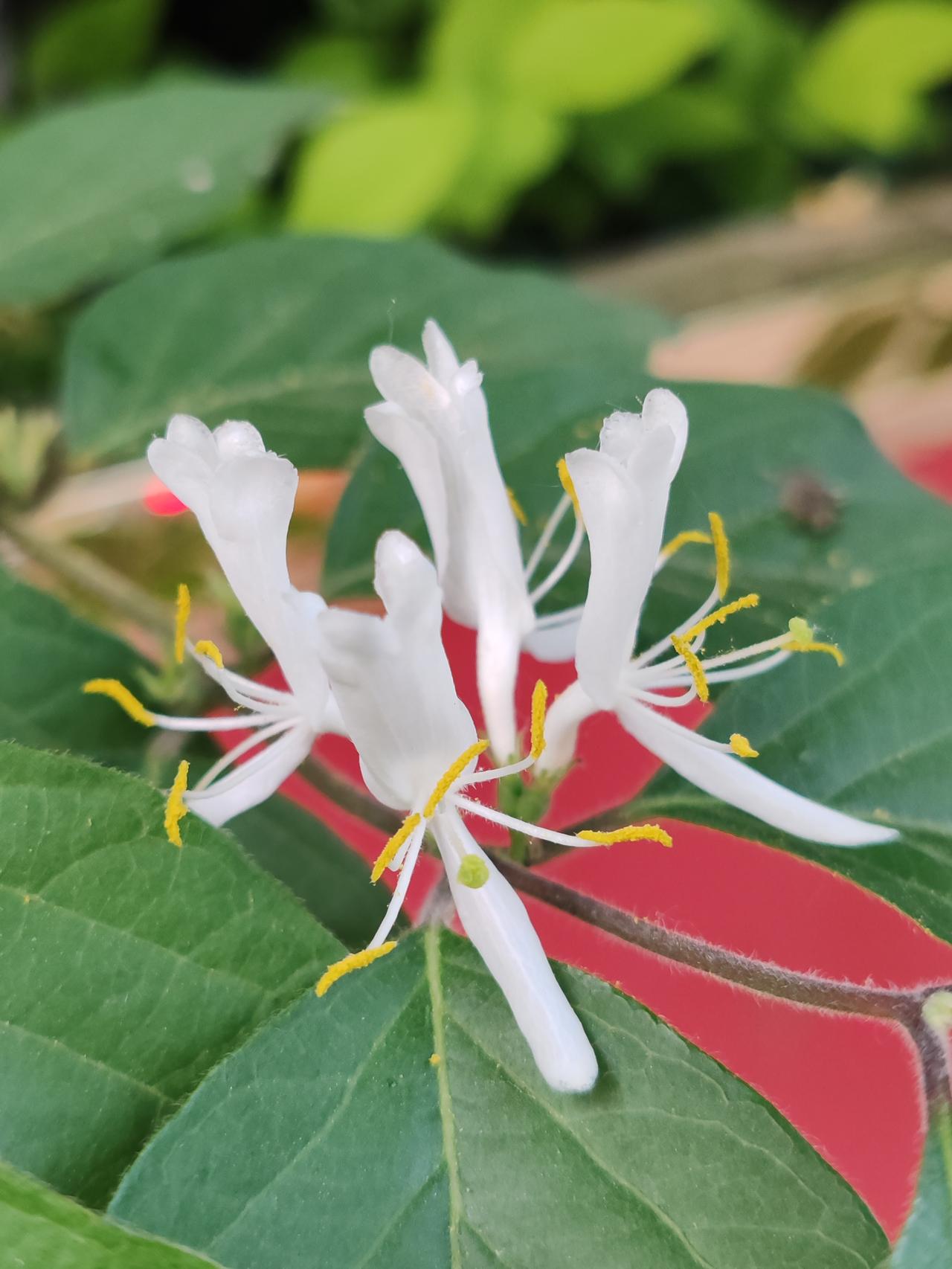 春日生活打卡季 灵动的金银花
不知不觉间，天气又热了起来。清明将尽，谷雨将至，金