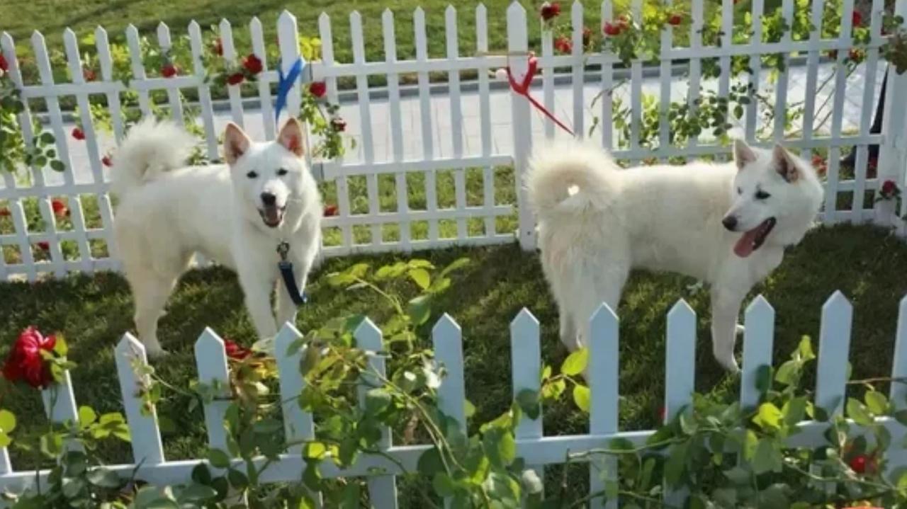 普京收到的朝鲜国宝丰山犬，价格多少呢？

按一般的市场价，纯种丰山犬价格为每只七
