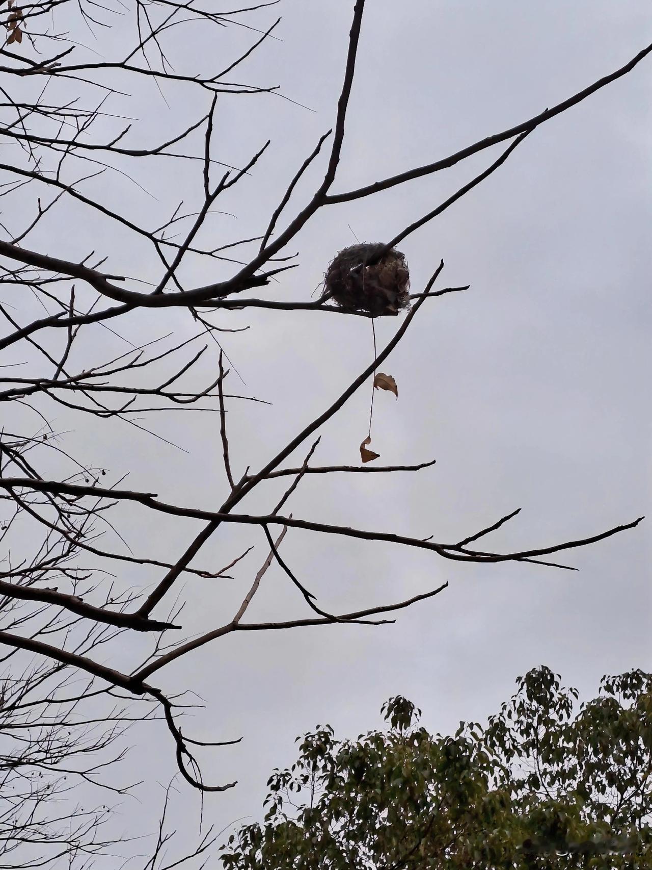 数九寒天，树叶落尽
小小鸟窝，孤苦伶仃
悬在空中，风吹雨浸
可有后代？胆战心惊！