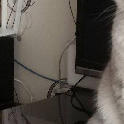 太可爱了，小猫咪就是这世界上最可爱的动物 