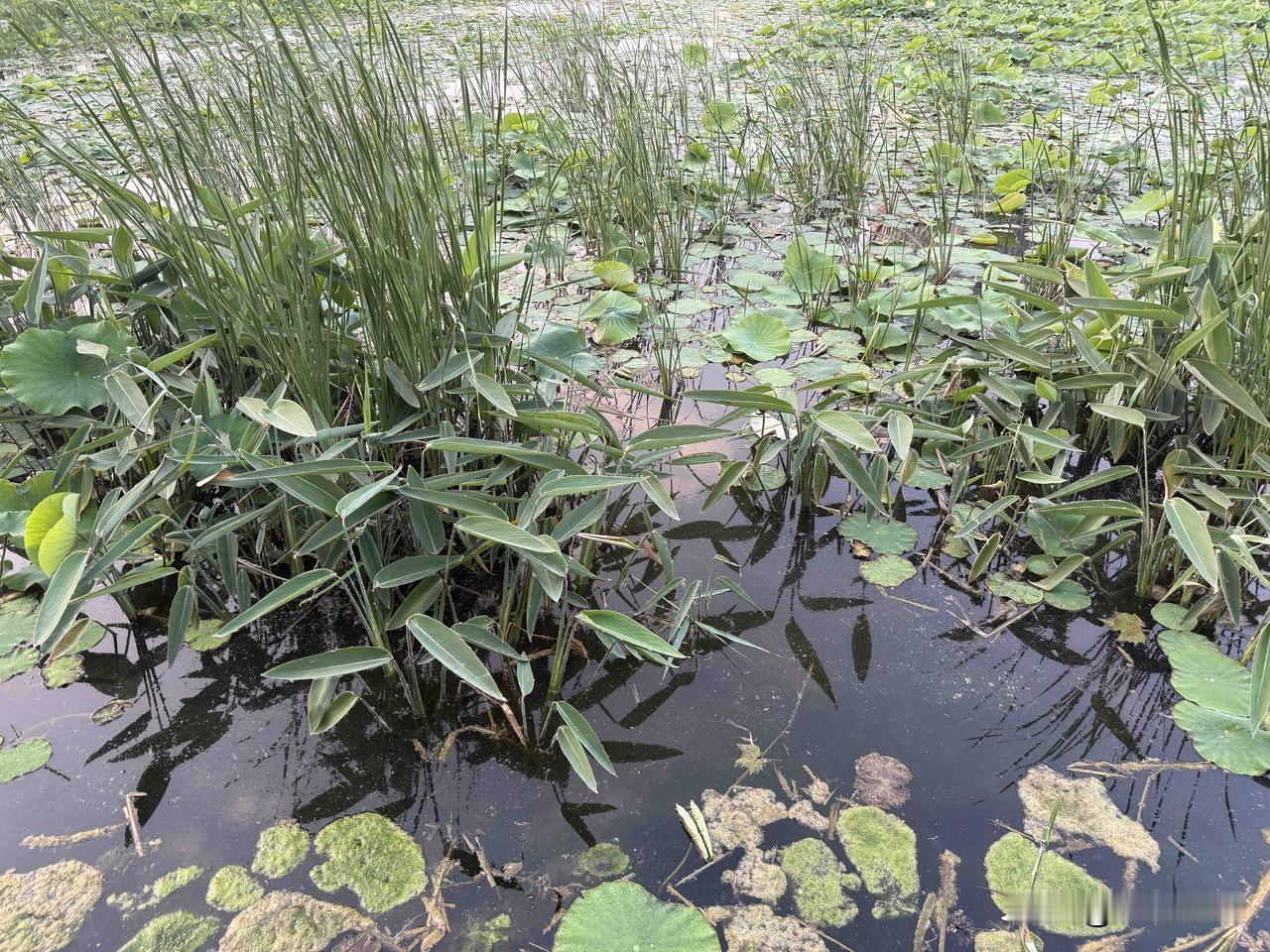 大雨过后家里被鱼“包围”了大雨无情，鱼有情。
