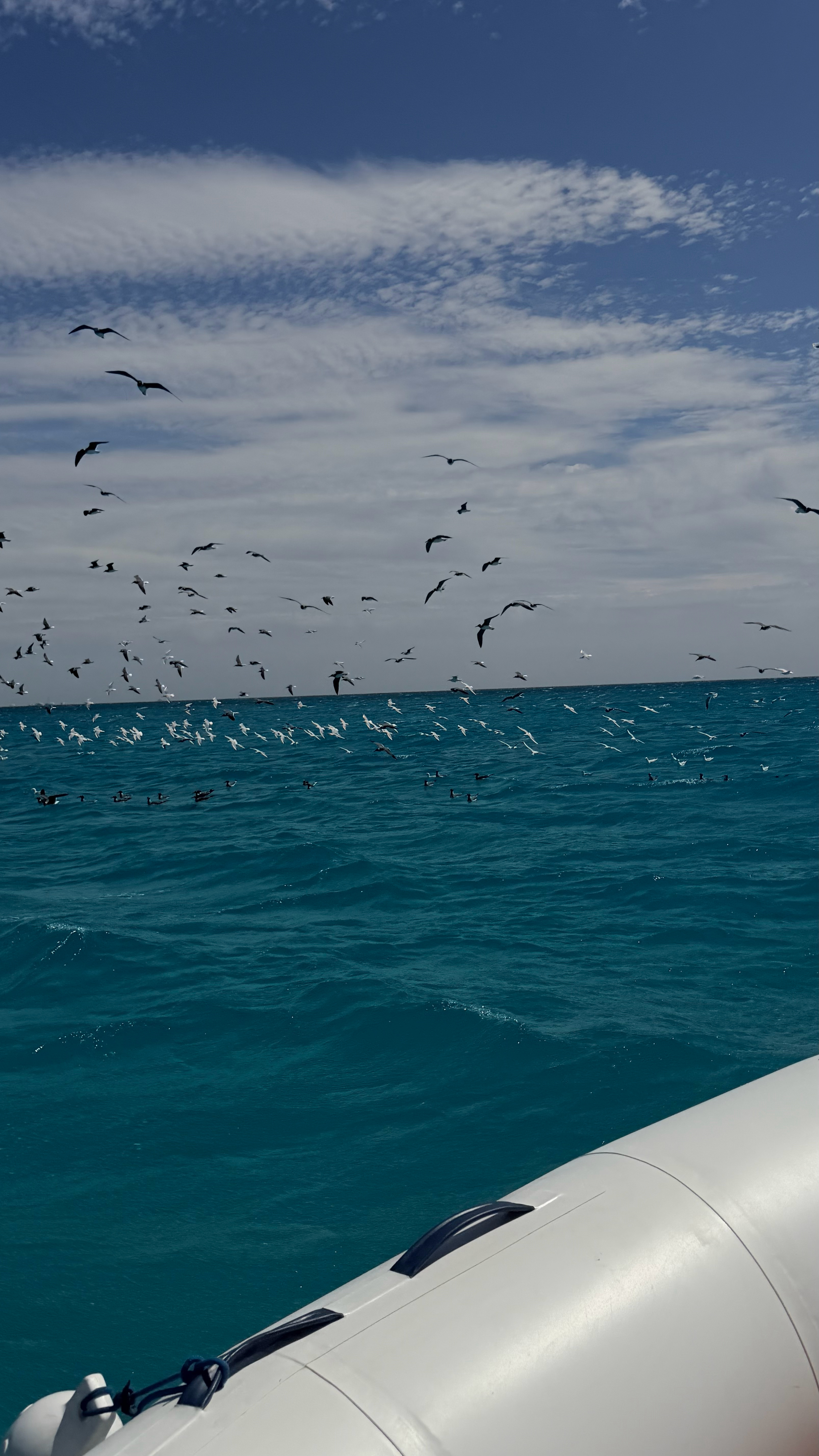 🇪🇬｜很幸运追到了海豚🐬 