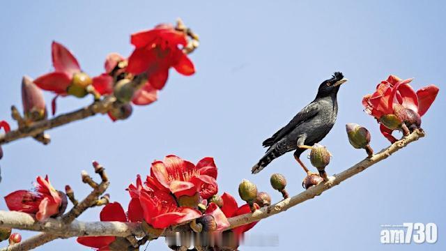 香港英雄树不可少保育植物绿化环境 「詹志勇稱盲目減種木棉 以減少棉絮屬不文明 空