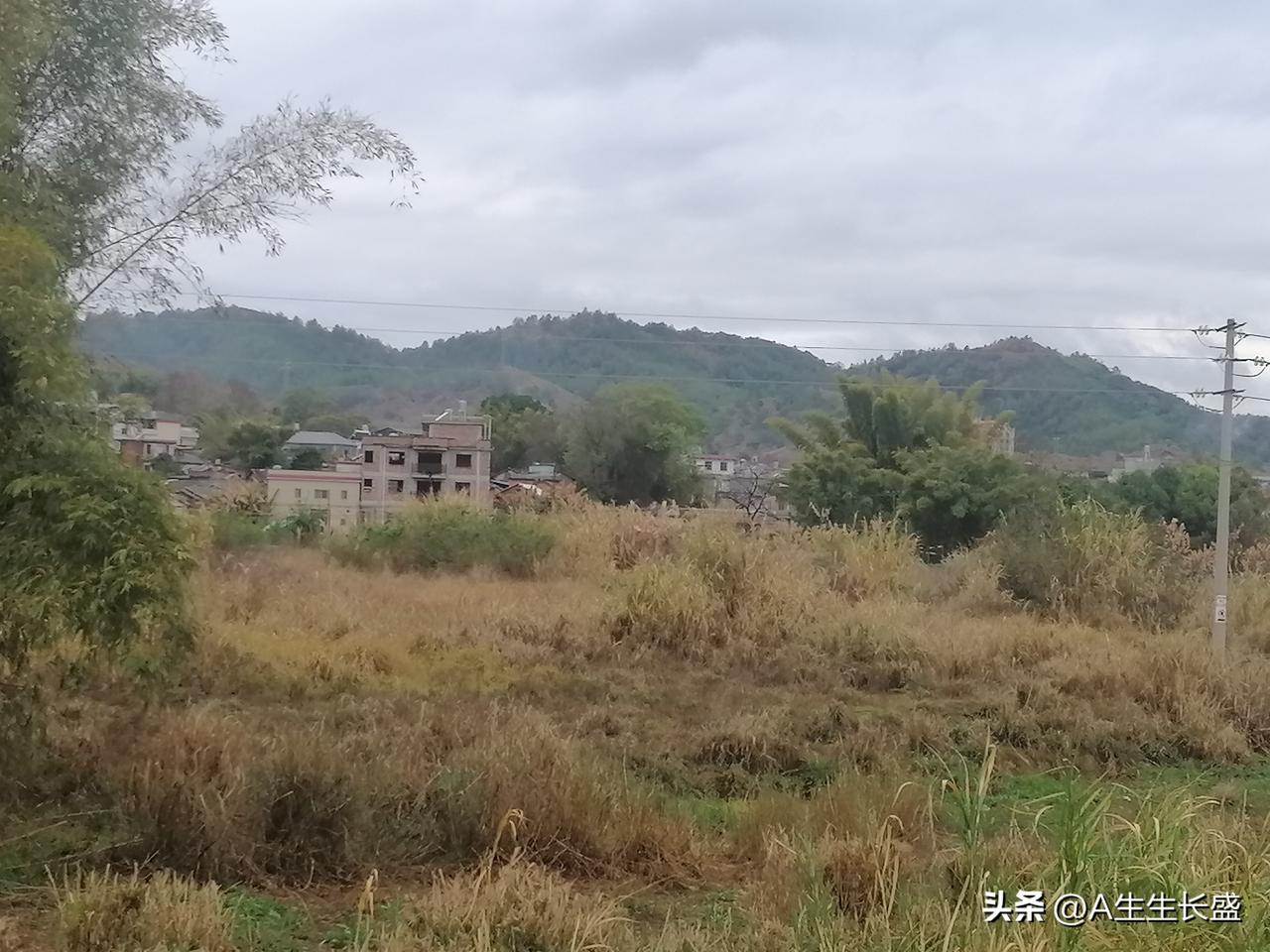 一大片土地长满杂草，土地荒废了，山上树木稀疏杂草丛生，房子依山而建，有些房子比较