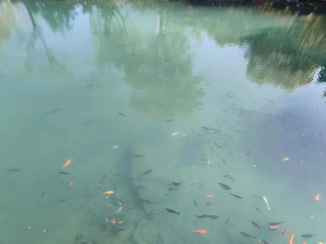 瑟瑟清波见戏鳞，浮沈追逐巧相亲。我嗟不及群鱼乐，虚作人间半世人。