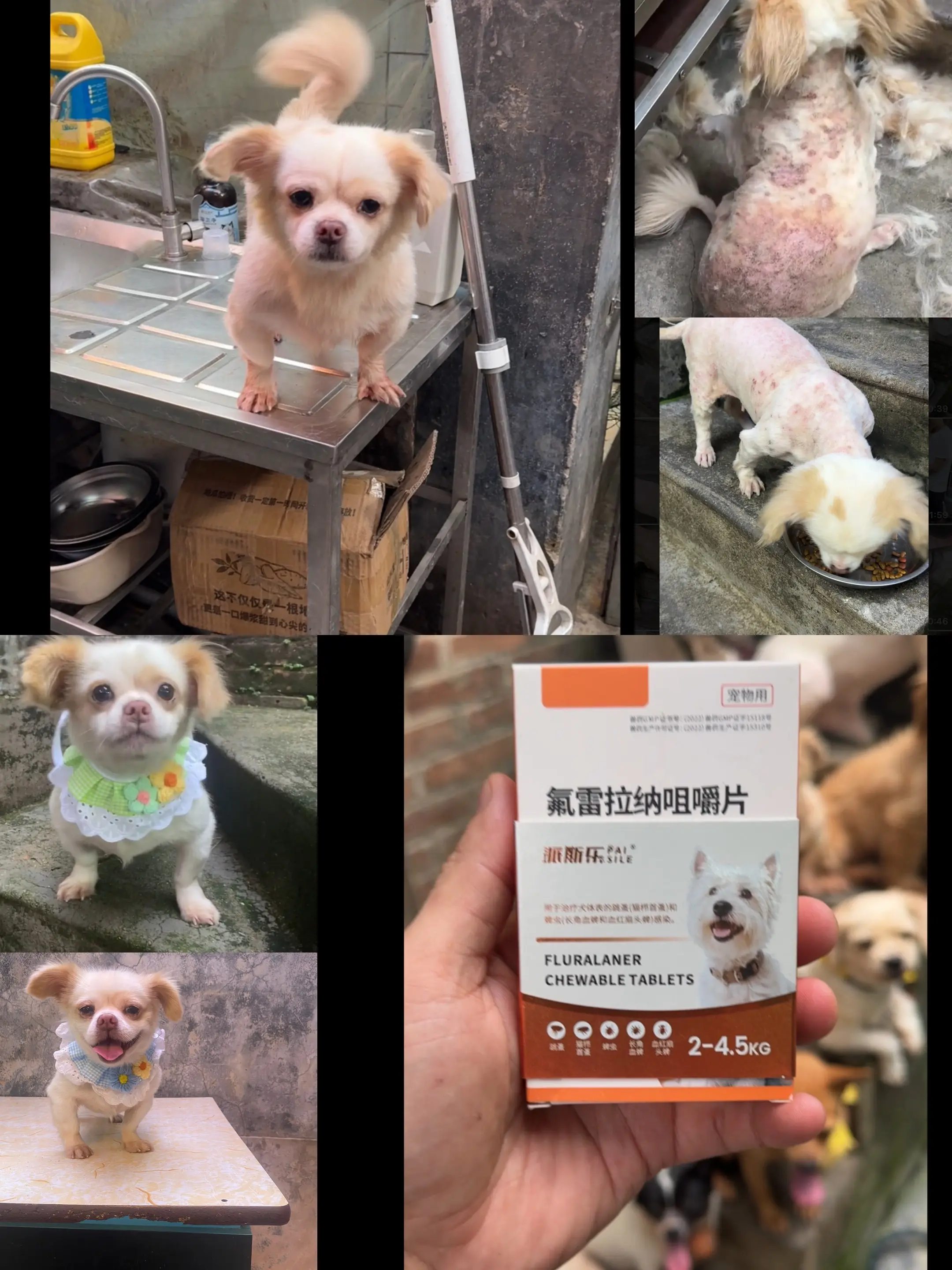 很多粉丝用我推荐的这个，把家里严重的狗狗都冶好了，大家关注我这么多年...