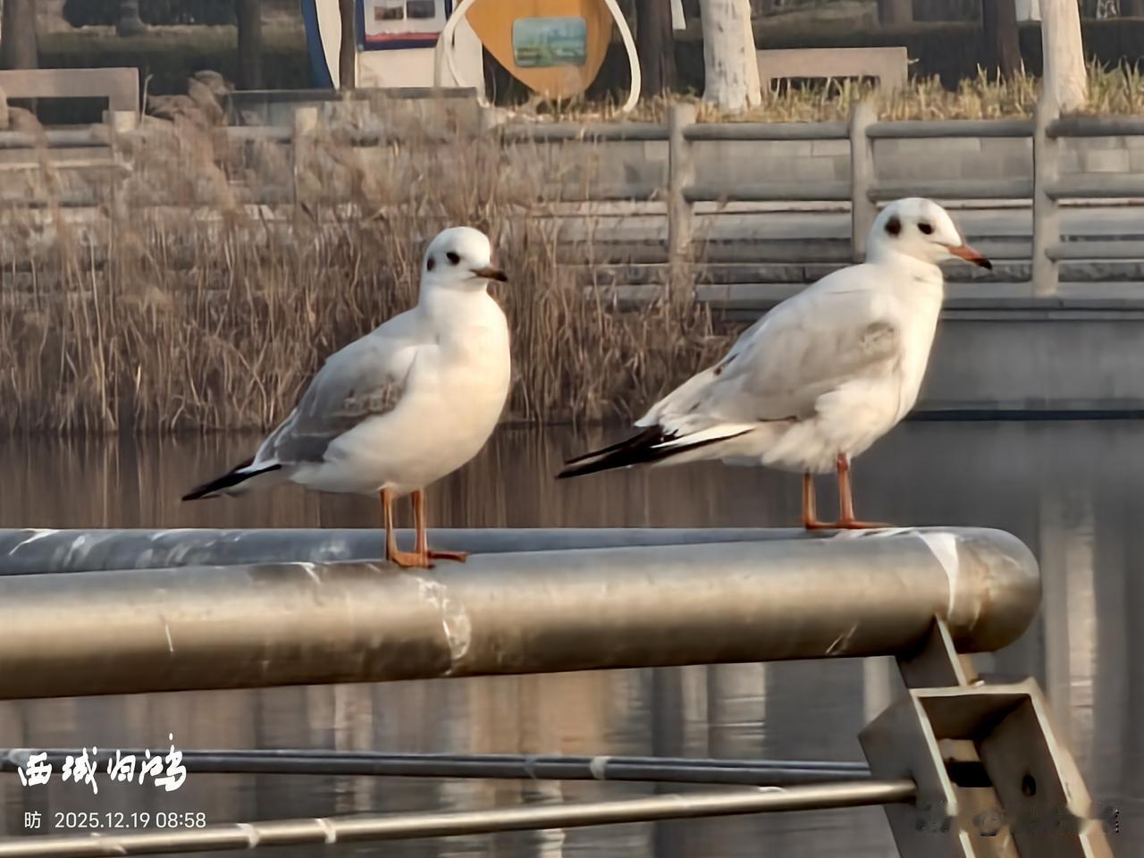 进入12月中旬以来，东营明月湖的海鸥越来越多，让冬日的湖面多了许多生机。这既彰显
