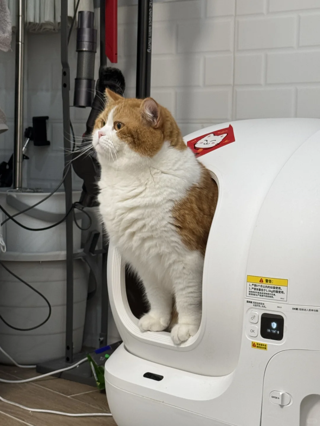 拉个💩 坚定的像要入党