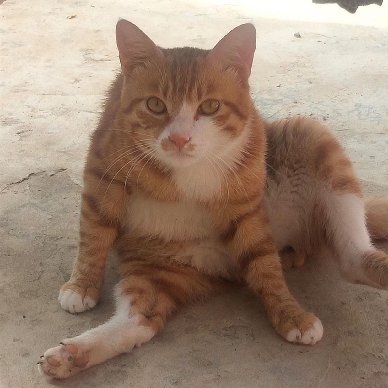 猫很治愈人，它总是那么神奇，做出一些不可思议的动作中华田园猫 大橘养成记