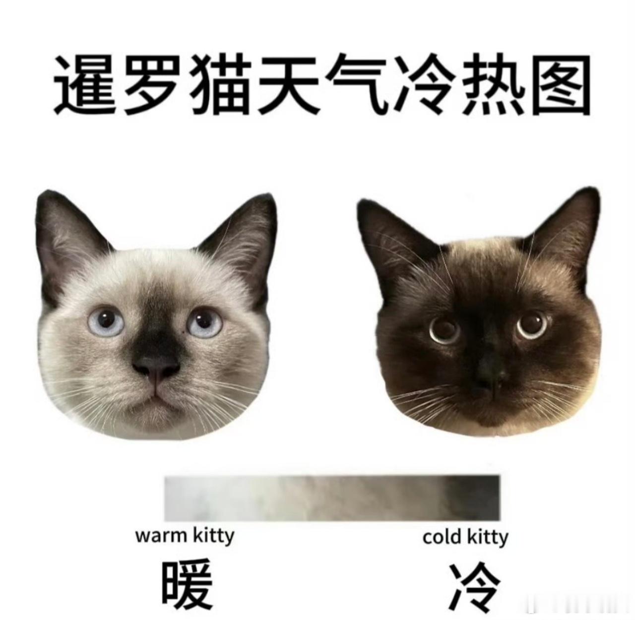空调效果可视化了这暹罗猫还挺神奇的，天气越热越白，天气越冷越黑。开没开空调一目了
