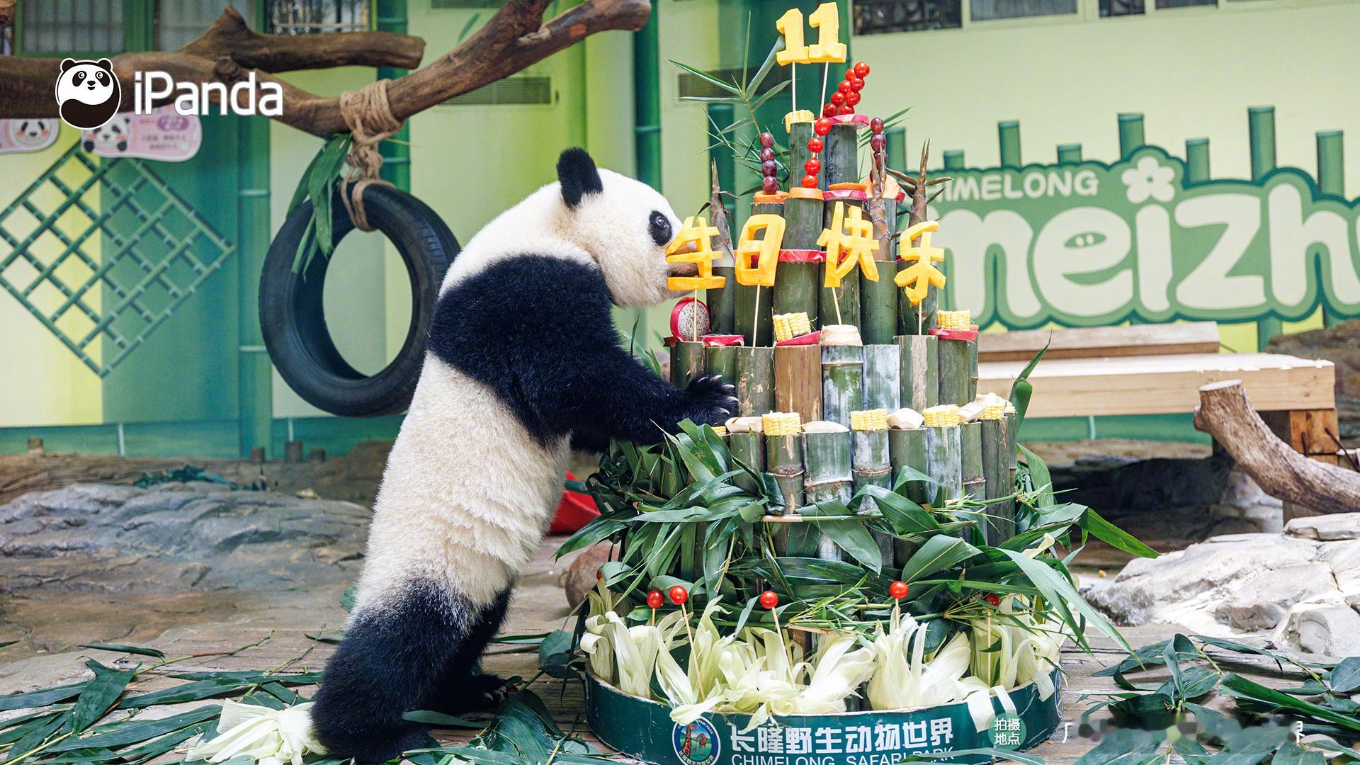 【孝顺的妹珠帮妈妈过生日[期待]】“妹珠”：我没有要抢镜哦，只是帮麻麻先欣赏一下