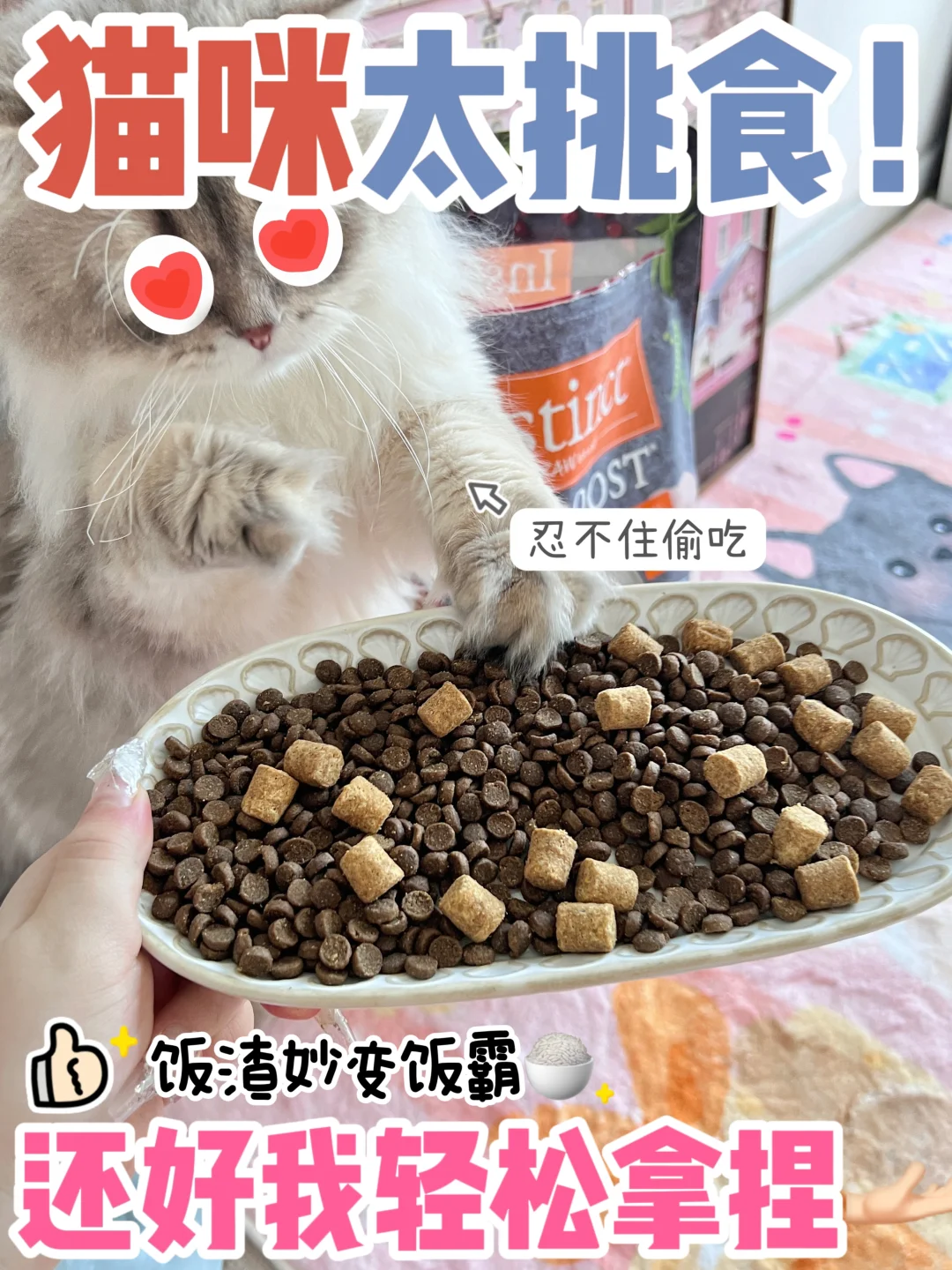 猫咪太挑食怎么办？做好这几点轻松拿捏！！