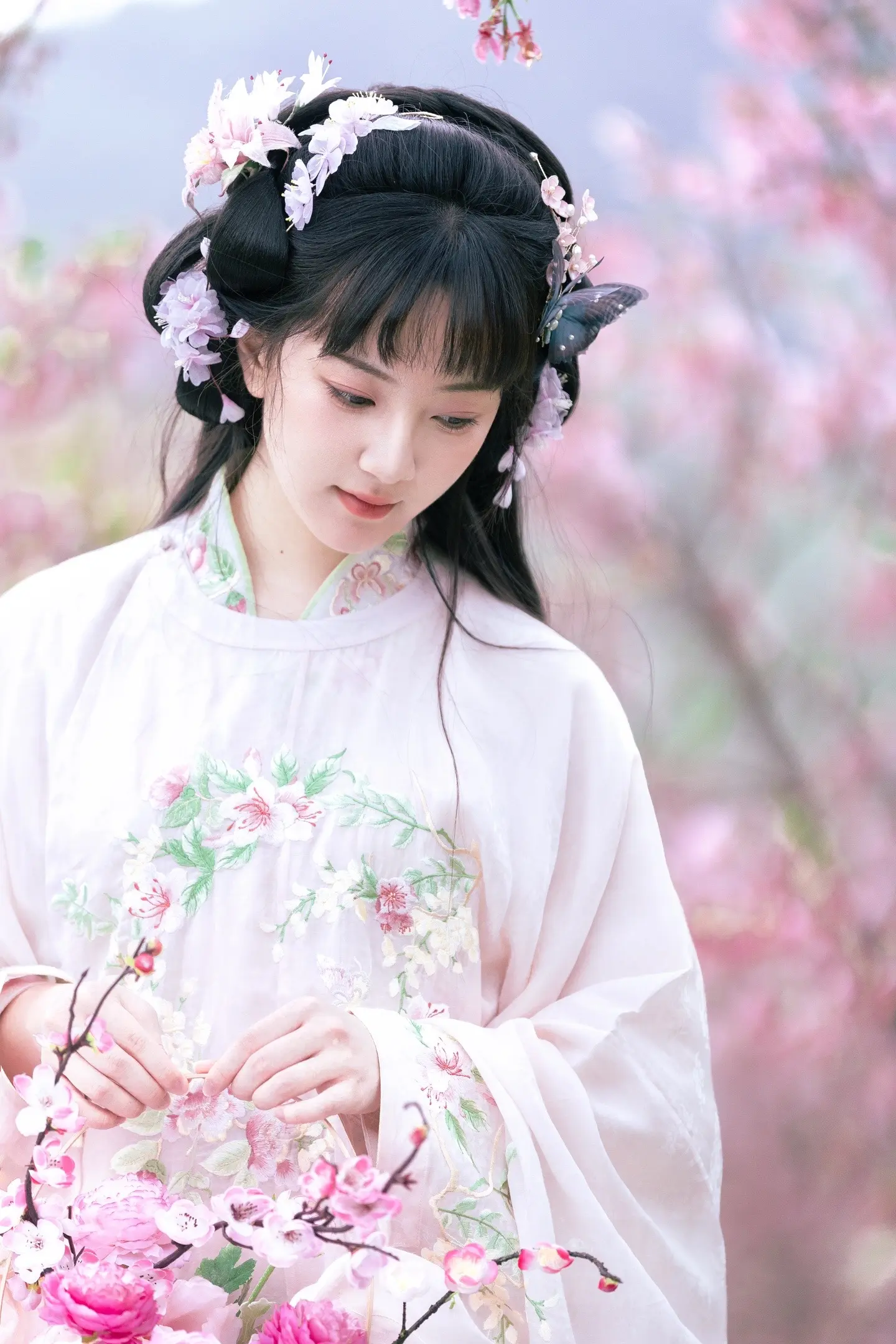 春樱。
