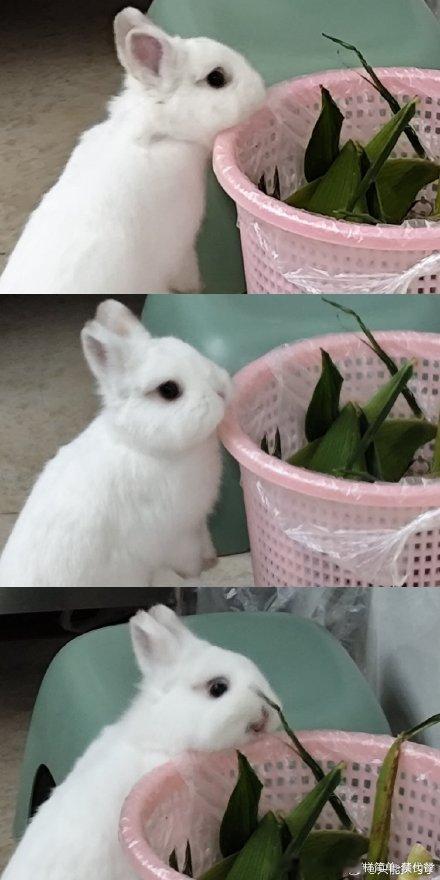 15035🐇【😱】血盆大口？！ ​​​