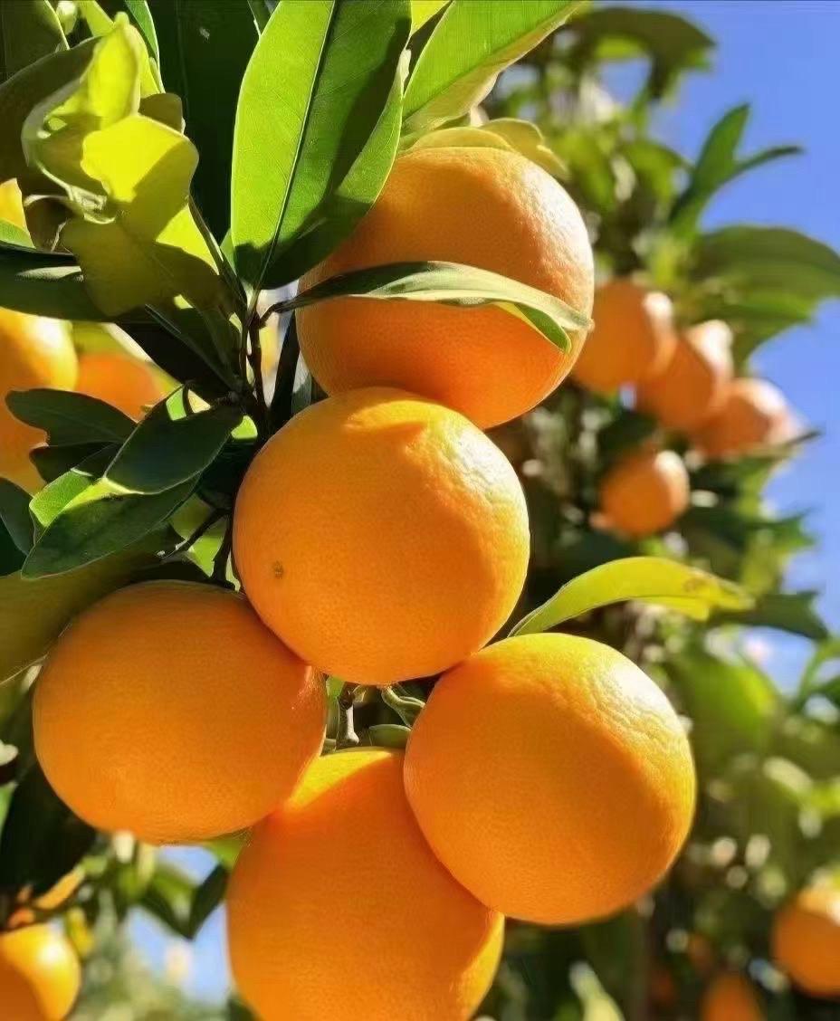 🍊越来越诱人的橙子 时间好快又是一年脐橙季[色] 2025年10月3...