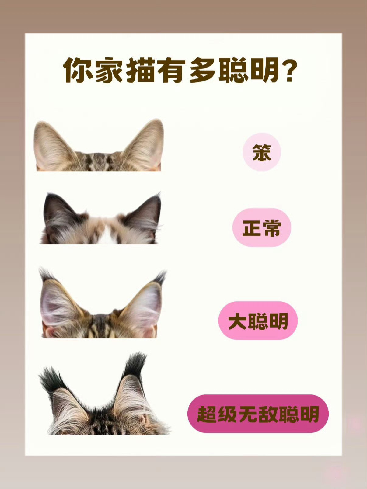 防止你不知道：你家猫的智商 