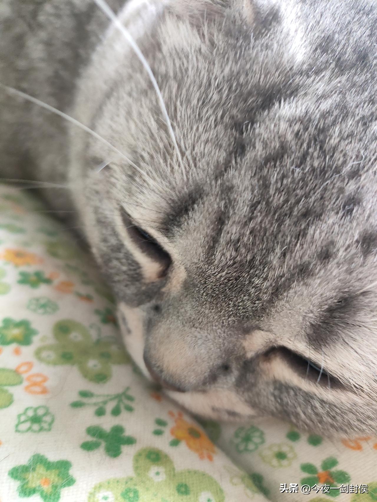 早上醒来，先看脚边的猫咪如何，却没有看到它！这才想起，我回老家了。
平时猫咪都是