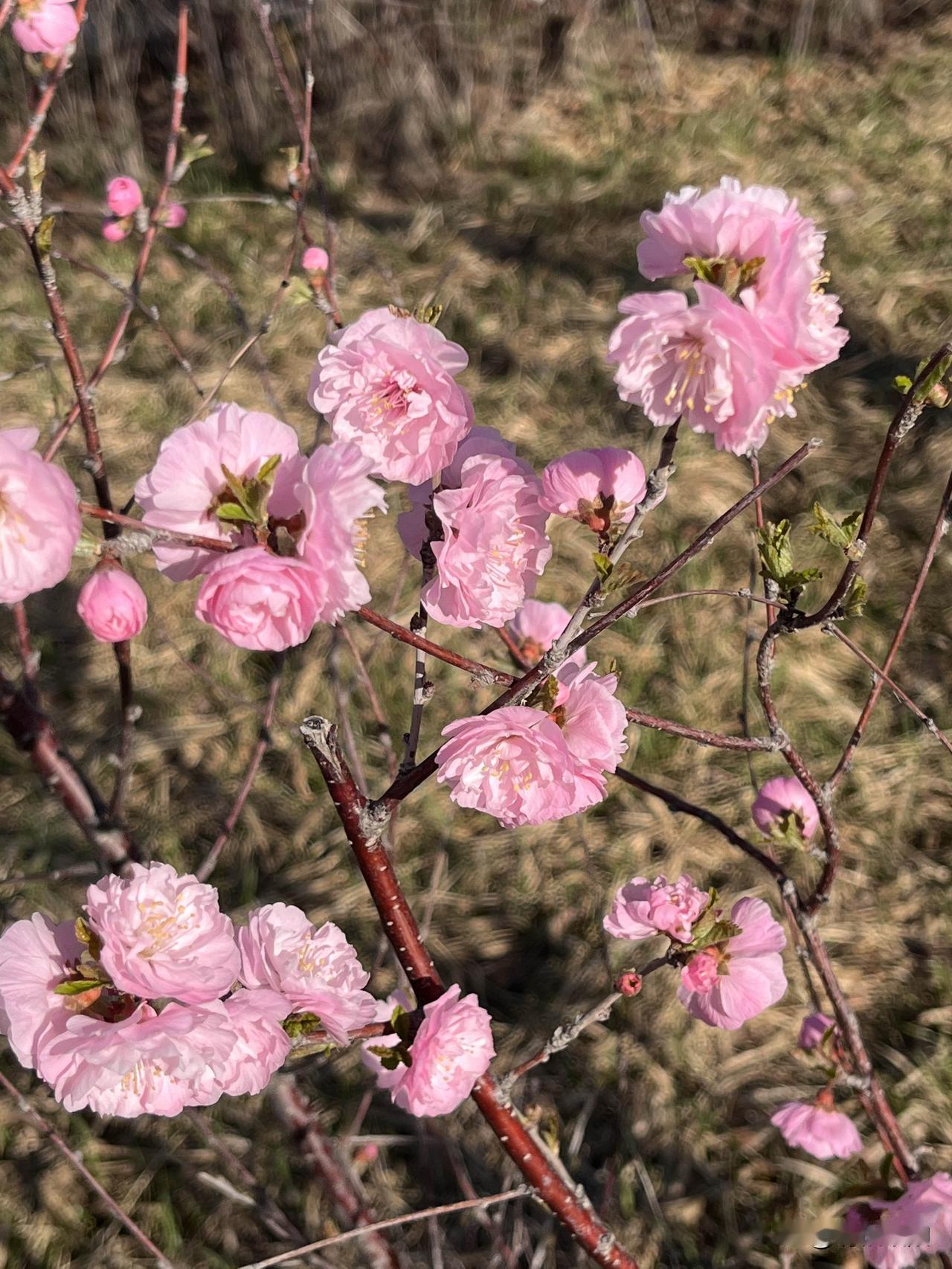 春到人间
花红柳叶绿
等待生命的绽放
细数岁岁年年
季节更迭
总有新的希望萌芽
