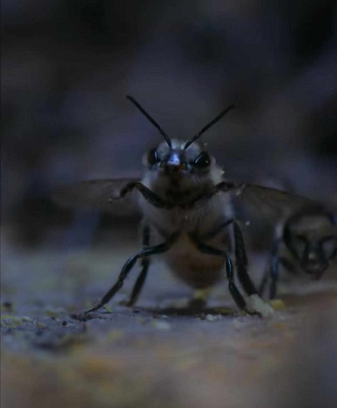 一只蜜蜂展开翅膀，面对体型数倍于己的日本大黄蜂，摆出防御姿态。日本大黄蜂攻击力极