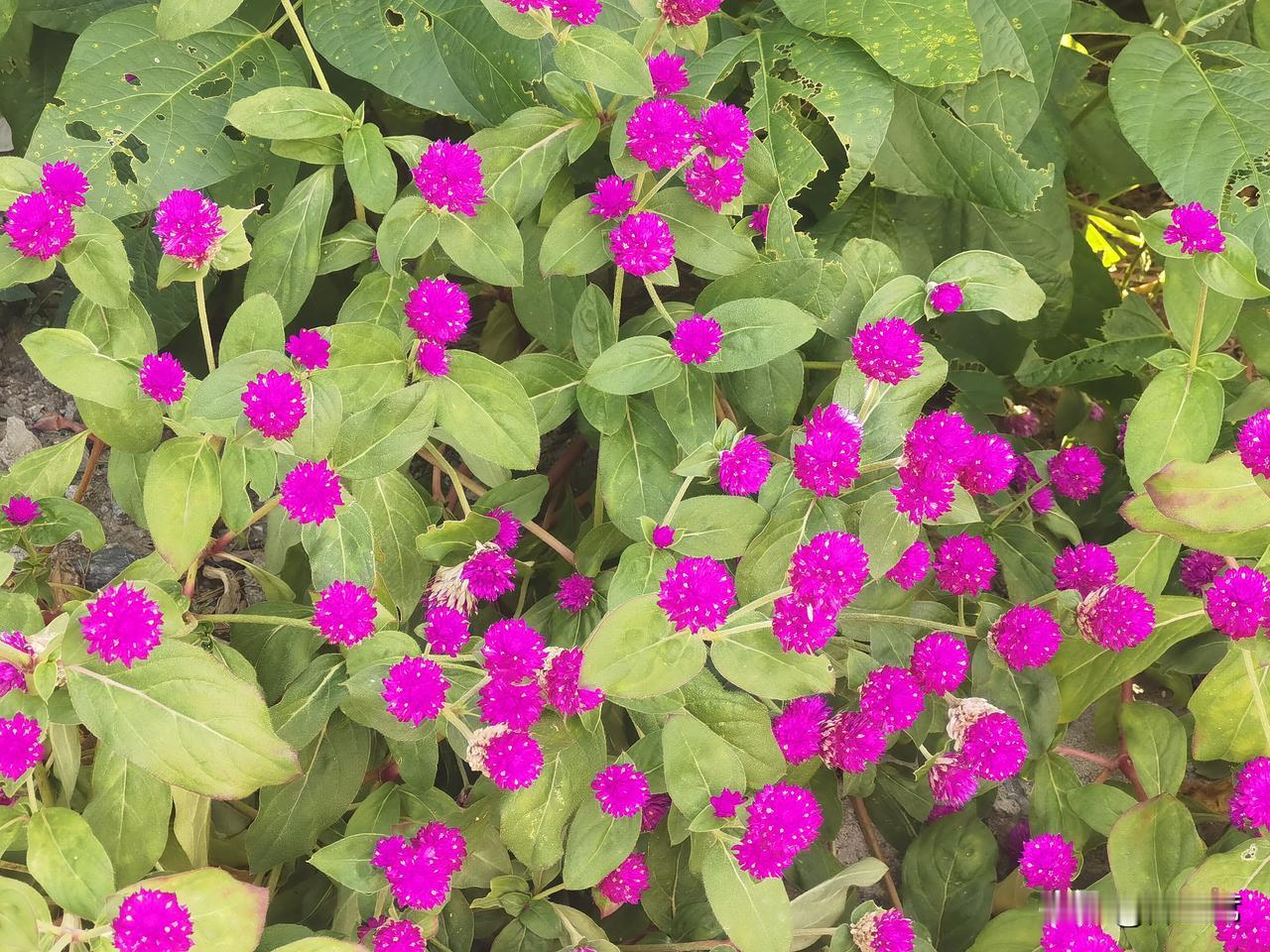 圆圆的紫红色小球，不是花瓣，是膜质苞片，真正的小花藏在球里面。苞片干燥后不容易褪